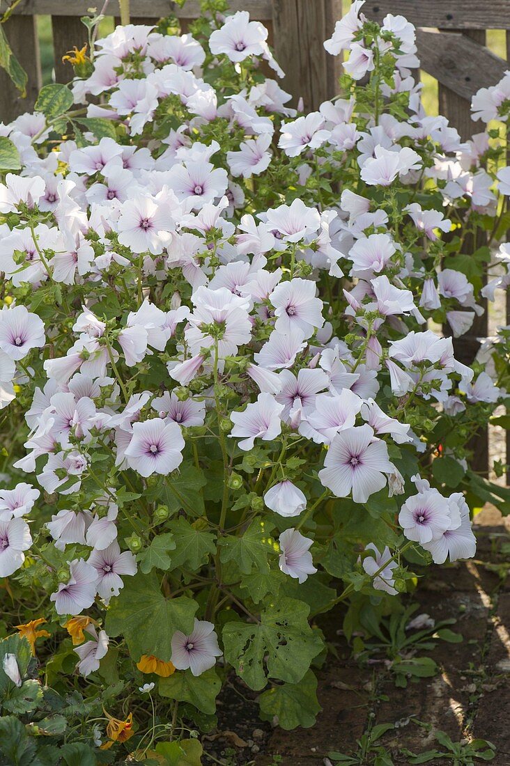 Lavatera trimestris 'Pink Blush' (annual mallow)