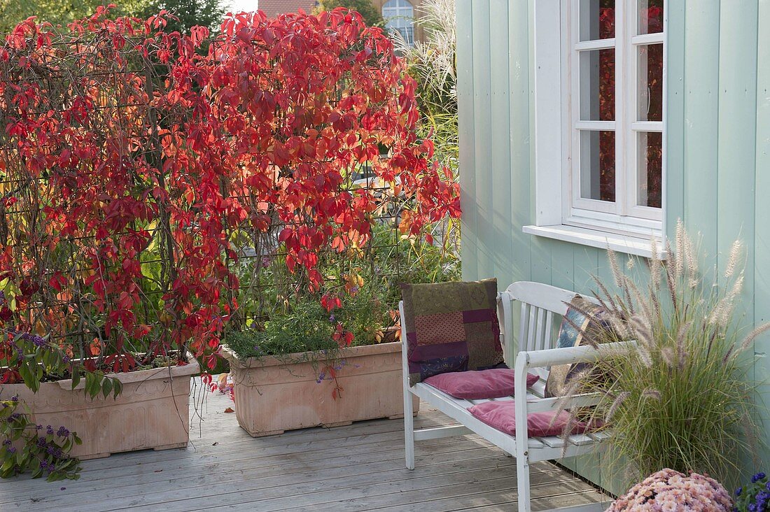 Parthenocissus quinquefolia in bright red autumn color