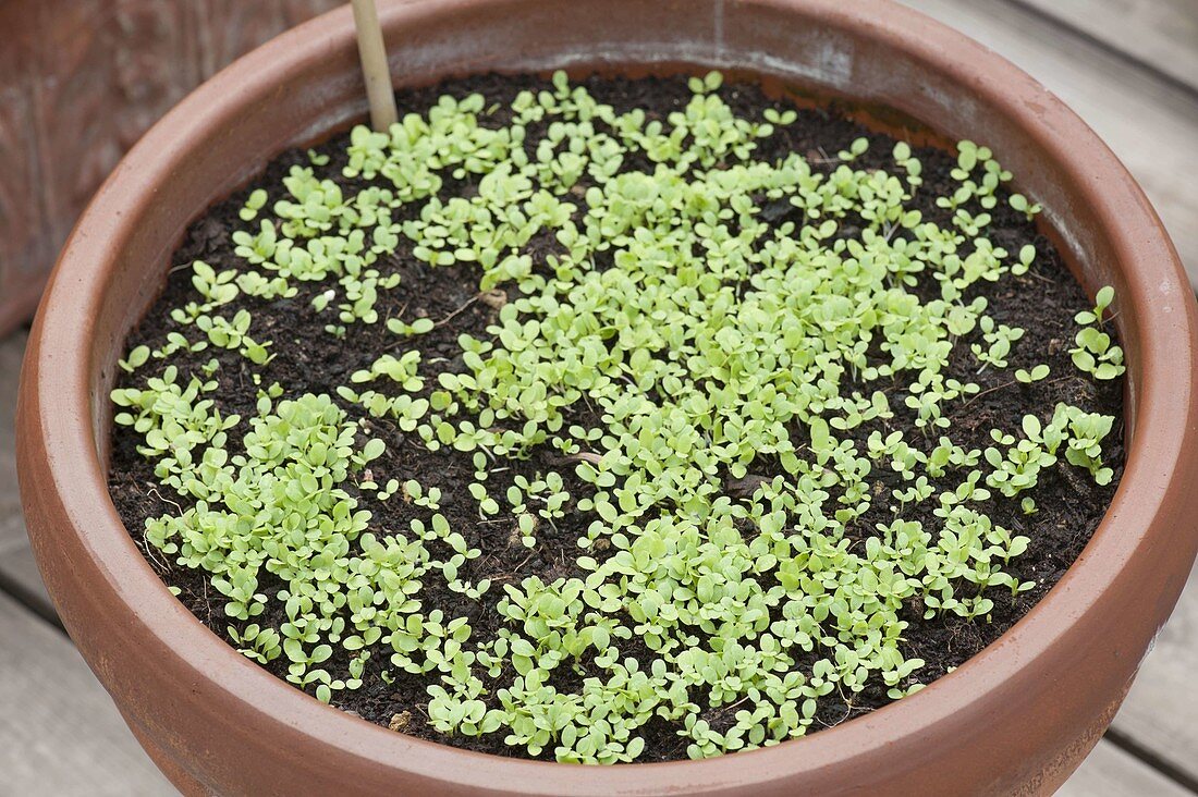 Freshly risen salad seedlings, in terracotta pot