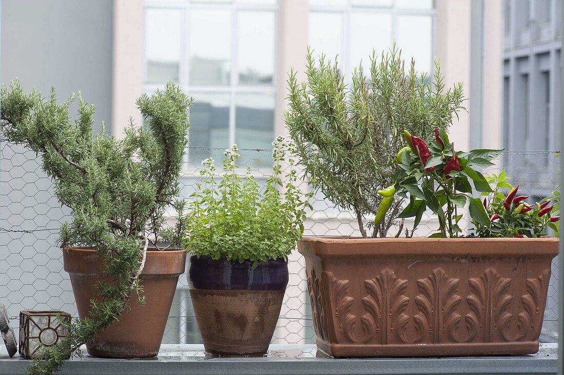 Herbs in terracotta on balcony parapet