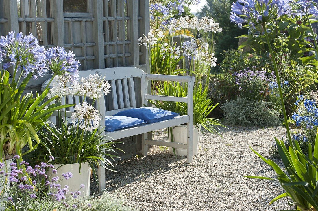 Gravel terrace with agapanthus at the garden house