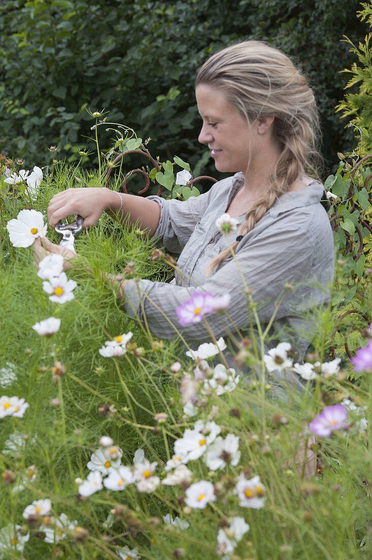 Frau schneidet Schmuckkörbchen-Blüten