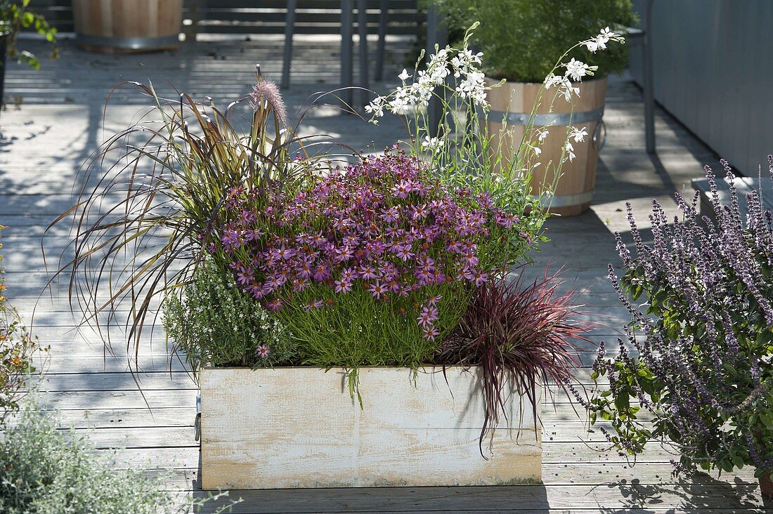Wooden box with Coreopsis 'Limerock Passion' (tickseed)