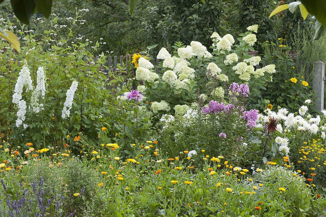 Hydrangea paniculata 'Limelight' mit weissen Dahlien