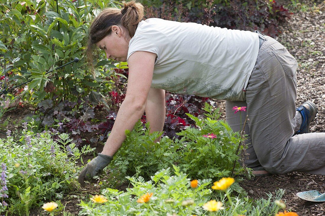 Frau entfernt unerwünschte Beikräuter, Unkraut zwischen Stauden im Beet