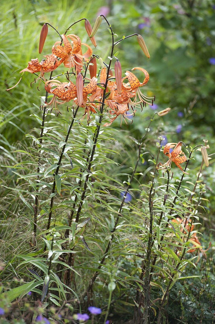 Lilium lancifolium var. splendens (Tigerlilie)