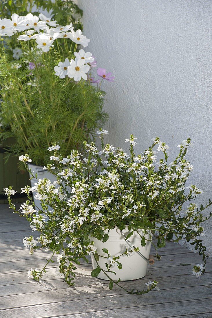 White planted tubs at the house entrance