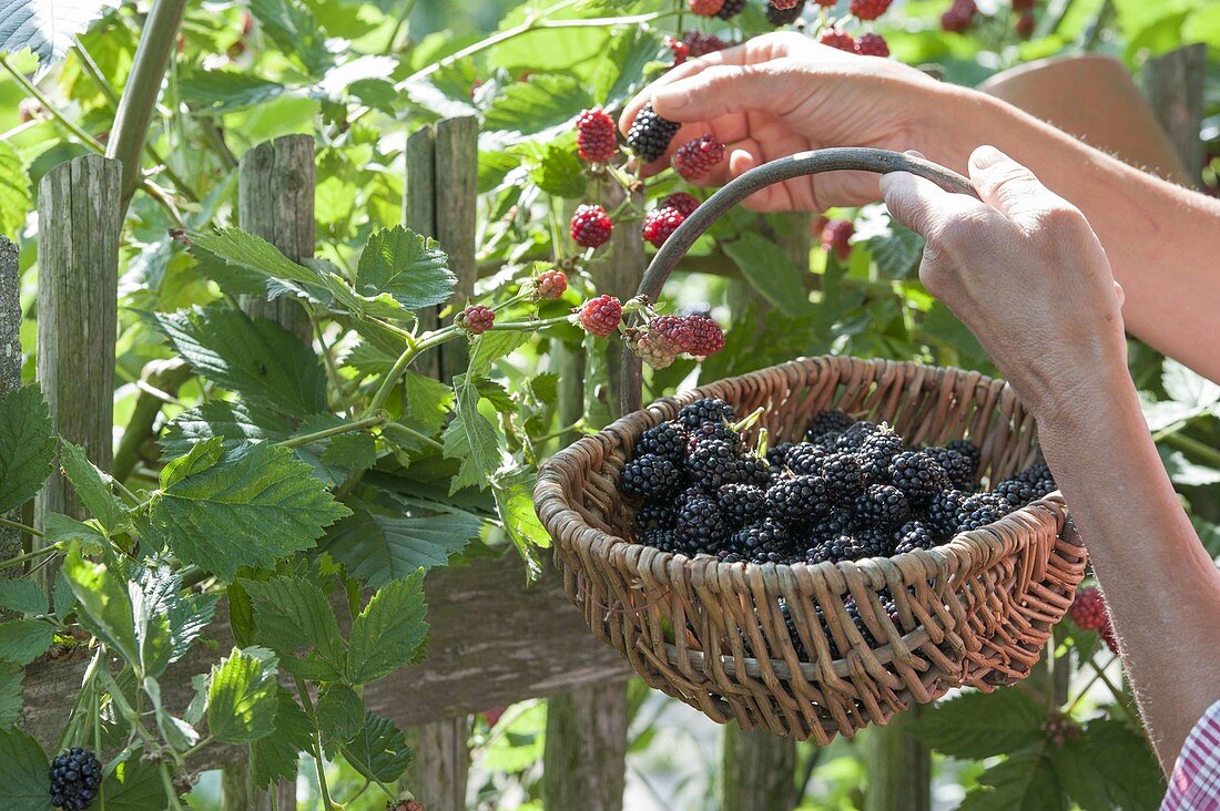 Woman picking blackberries (Rubus fruticosus) in the organic garden at the fence