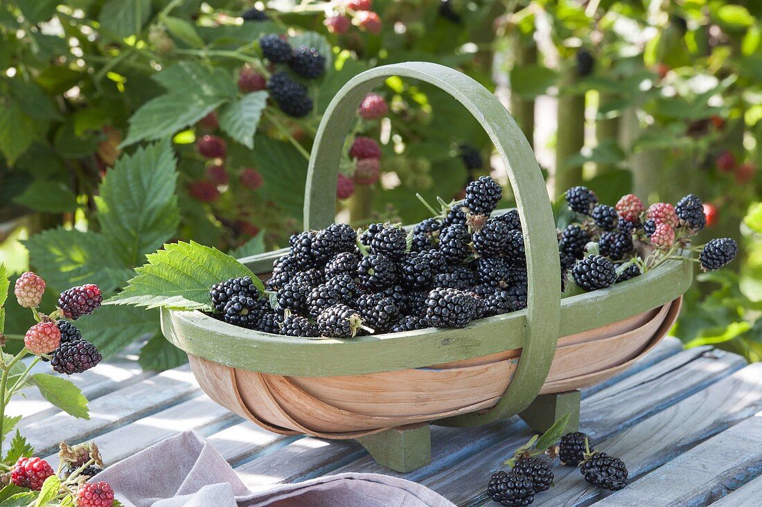 Freshly picked blackberries (Rubus fruticosus) in a spanking basket