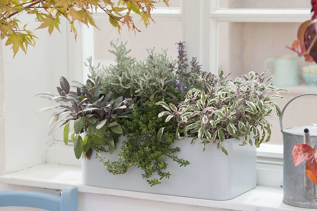 Light gray balcony box with herbs at the window