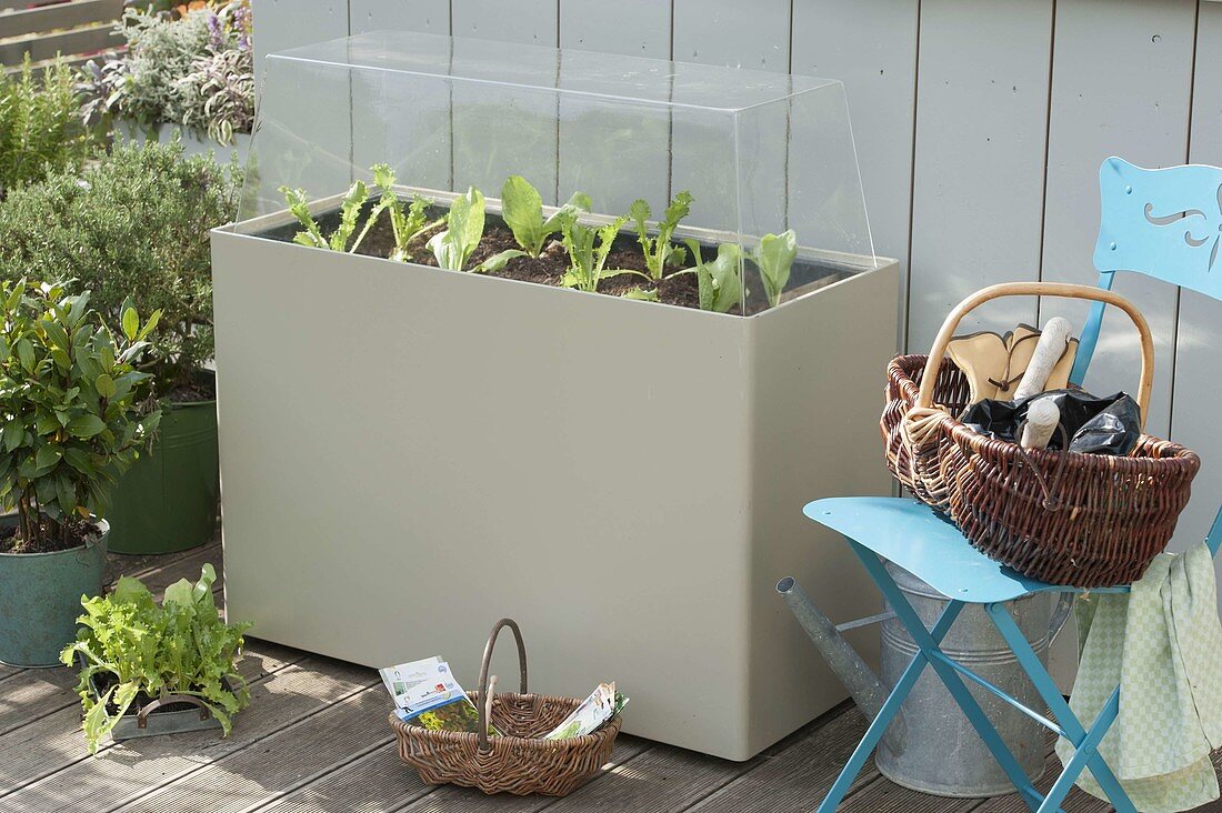 Plastic box with hood as a cold frame on the terrace
