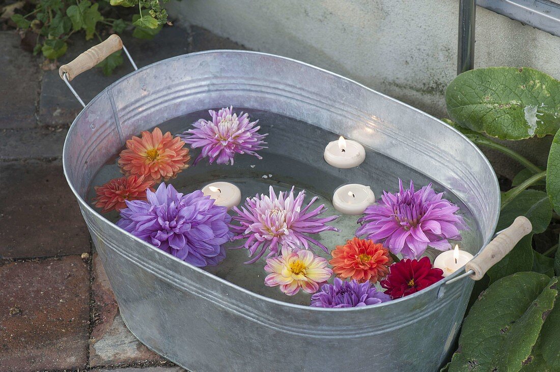 Zinc tub with Dahlia flowers and floating candles