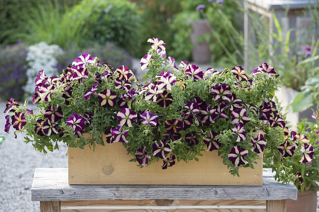 Petunia 'Crazytunia Pulse' (Petunien) in Holzkasten