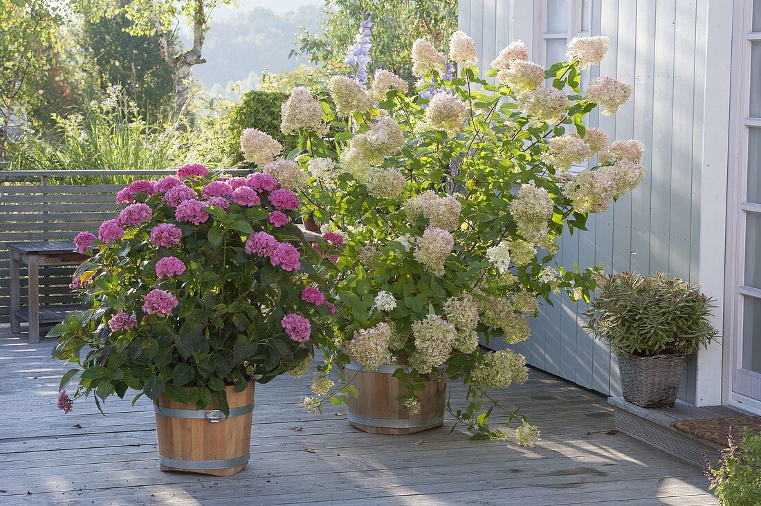 Terrasse mit Hortensien