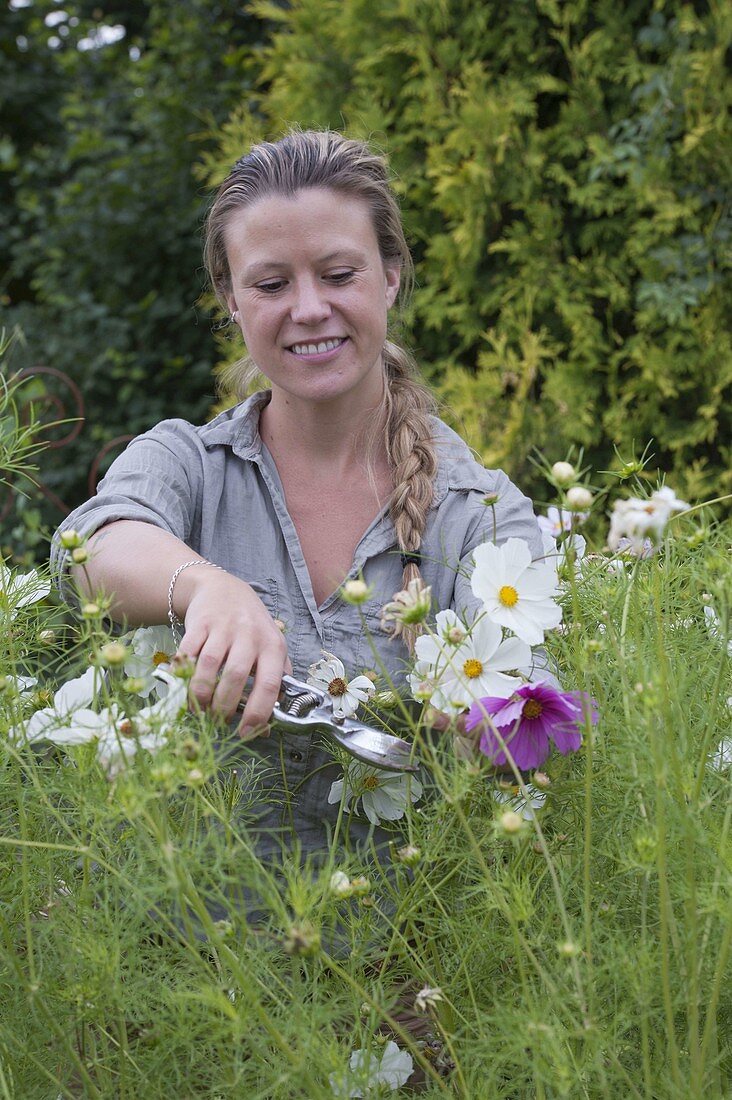 Frau schneidet Schmuckkörbchen-Blüten