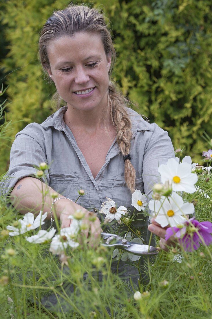 Frau schneidet Schmuckkörbchen-Blüten