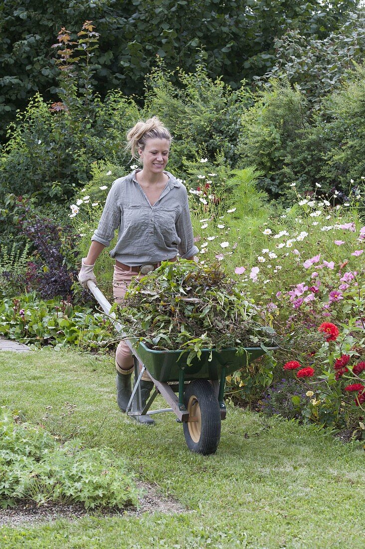 Woman drives wheelbarrow with perennials and flowers prunings