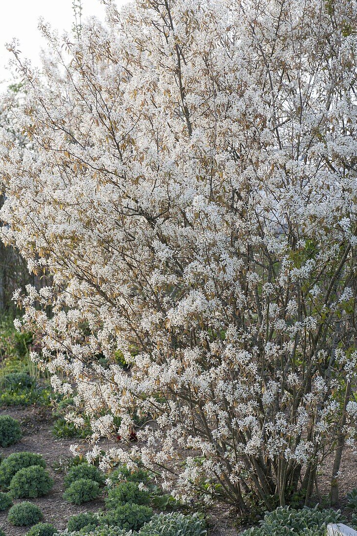 Blooming Amelanchier laevis (bald pear)