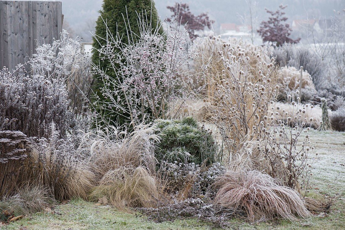 Wintery bed with hoarfrost on perennials, grasses and shrubs