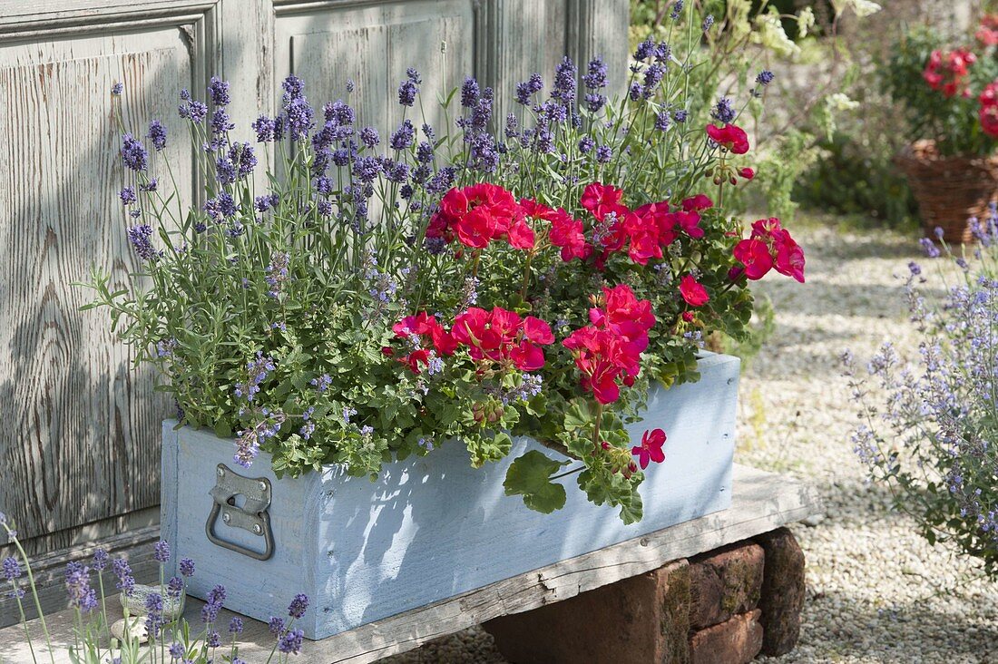 Blau-rot bepflanzter Holzkasten : Pelargonium zonale Classic 'Atlantis'