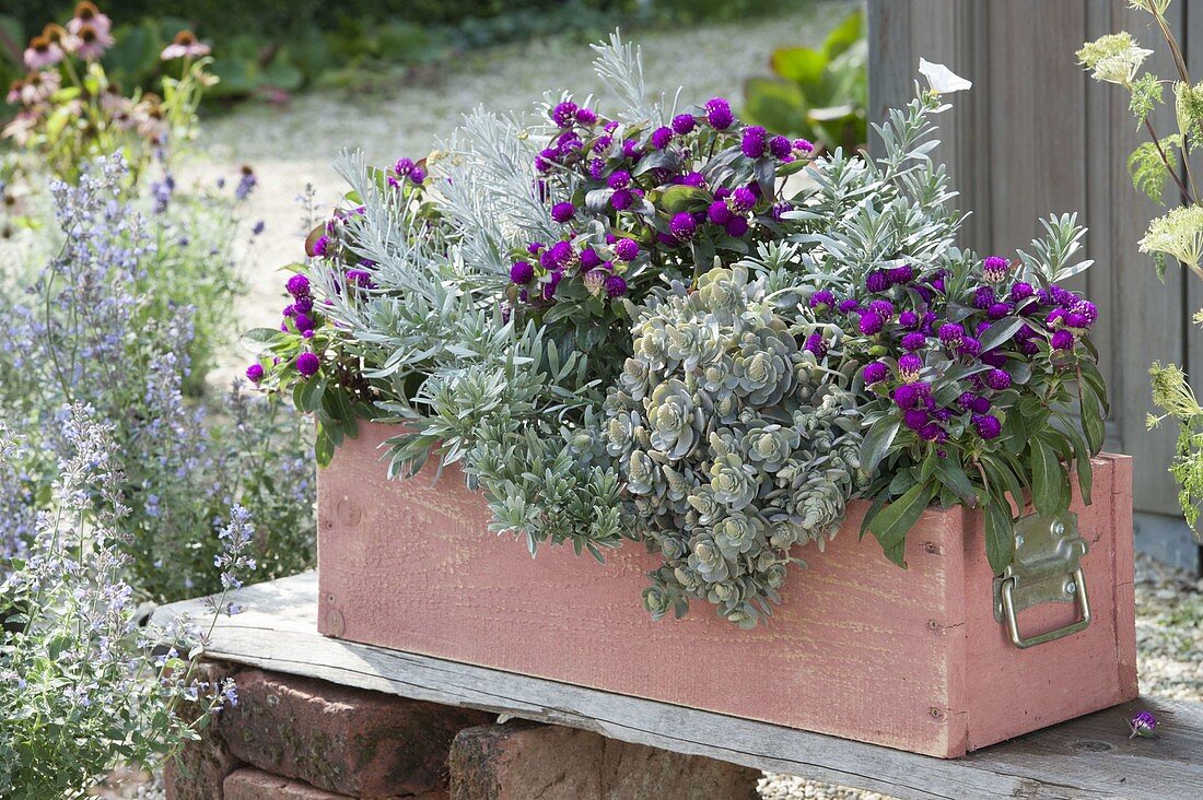 Wooden box planted in silver and magenta, Gomphrena globosa