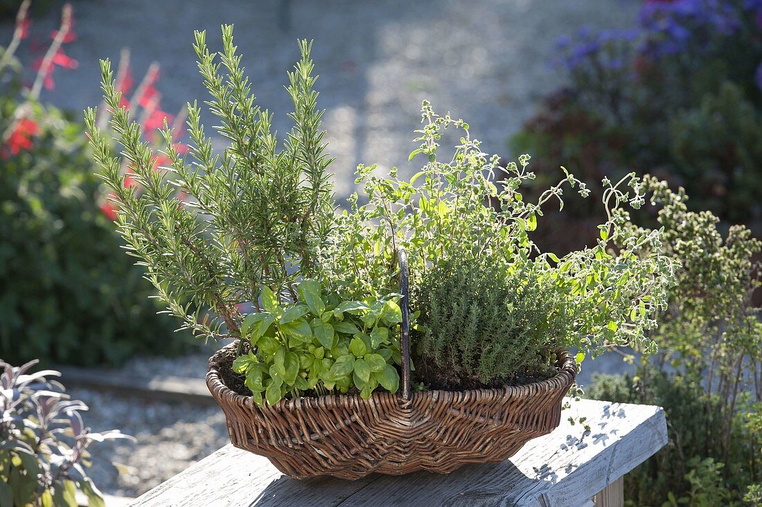 Basket with herbs for the Italian cuisine rosemary