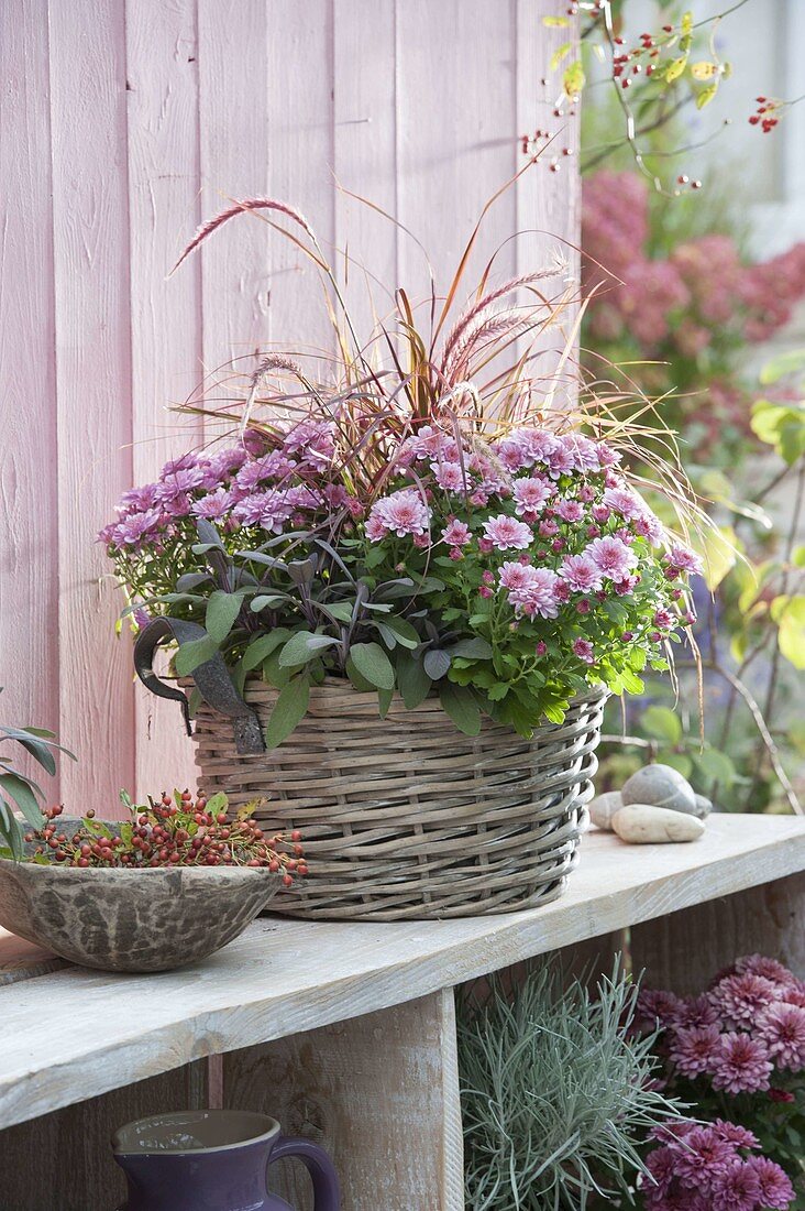 Autumn Planted Basket Chrysanthemum 'Tonka'