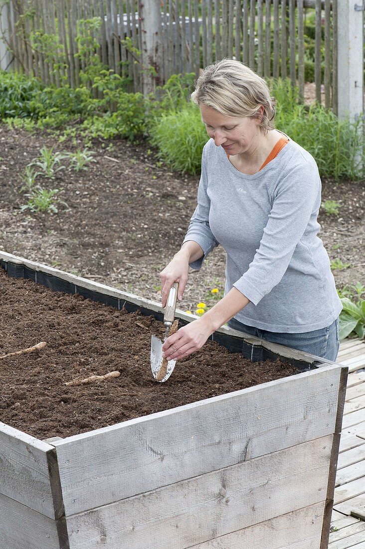 Planting light root in raised bed