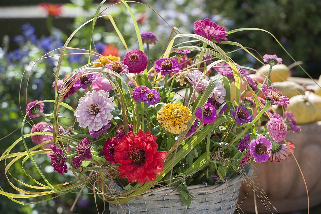 Laendlicher Strauss aus Zinnia (Zinnien) und Gräsern