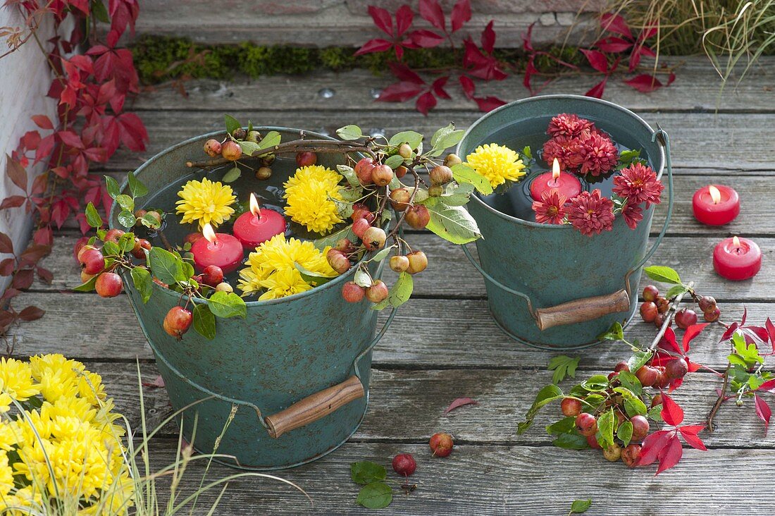 Grüne Blecheimer mit Blüten von Chrysanthemum (Herbstchrysanthemen)