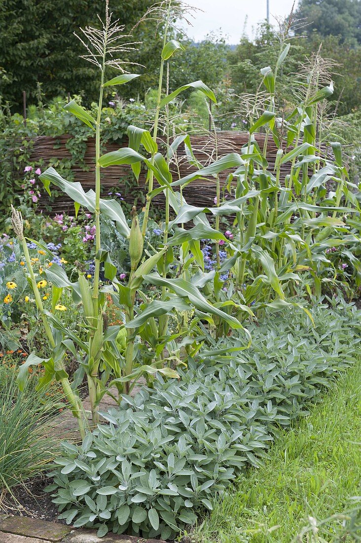 Sweetcorn in row, bed of sage