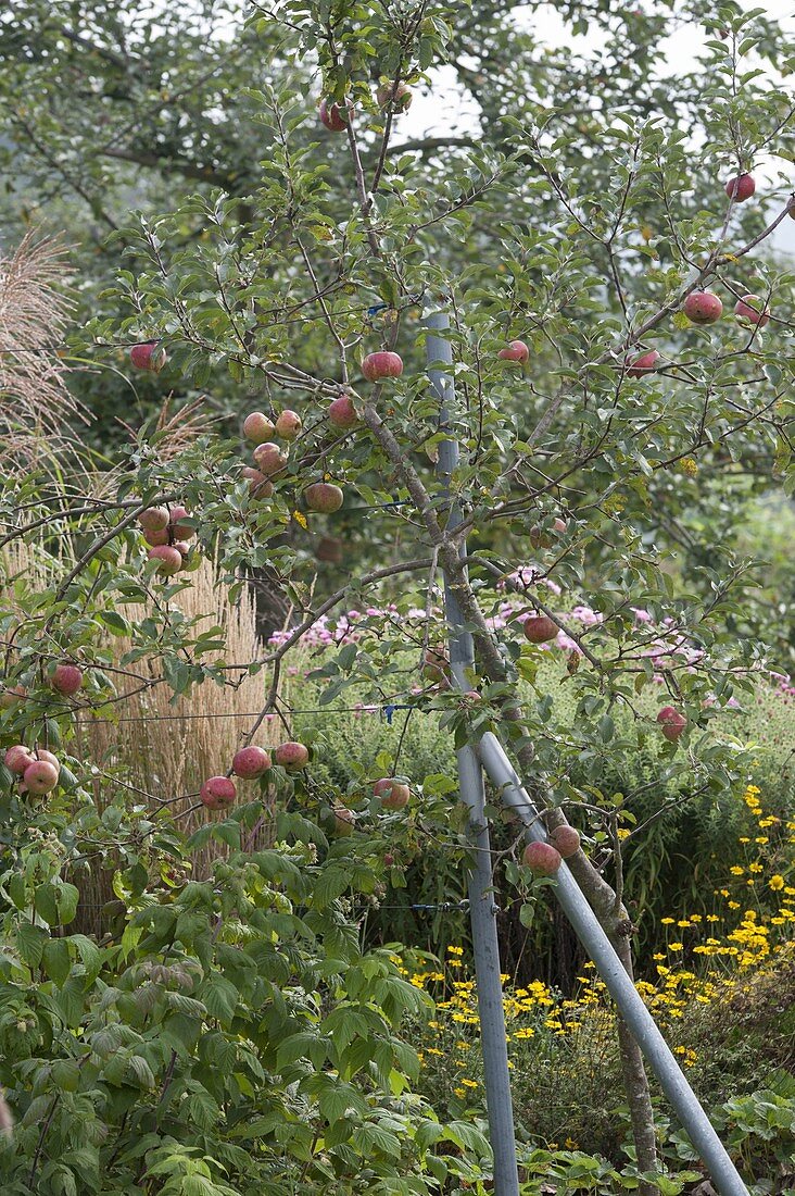 Apple tree variety 'Topaz'
