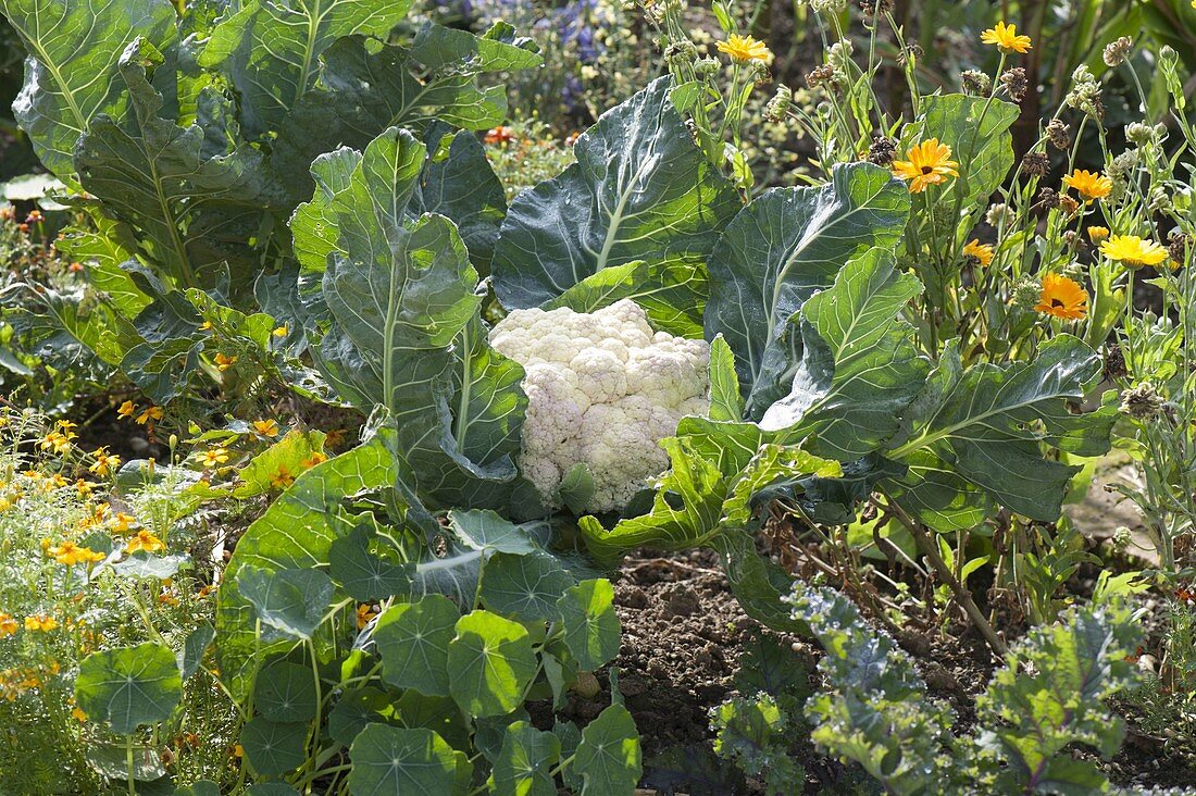 Blumenkohl (Brassica oleracea) im Gemüsebeet