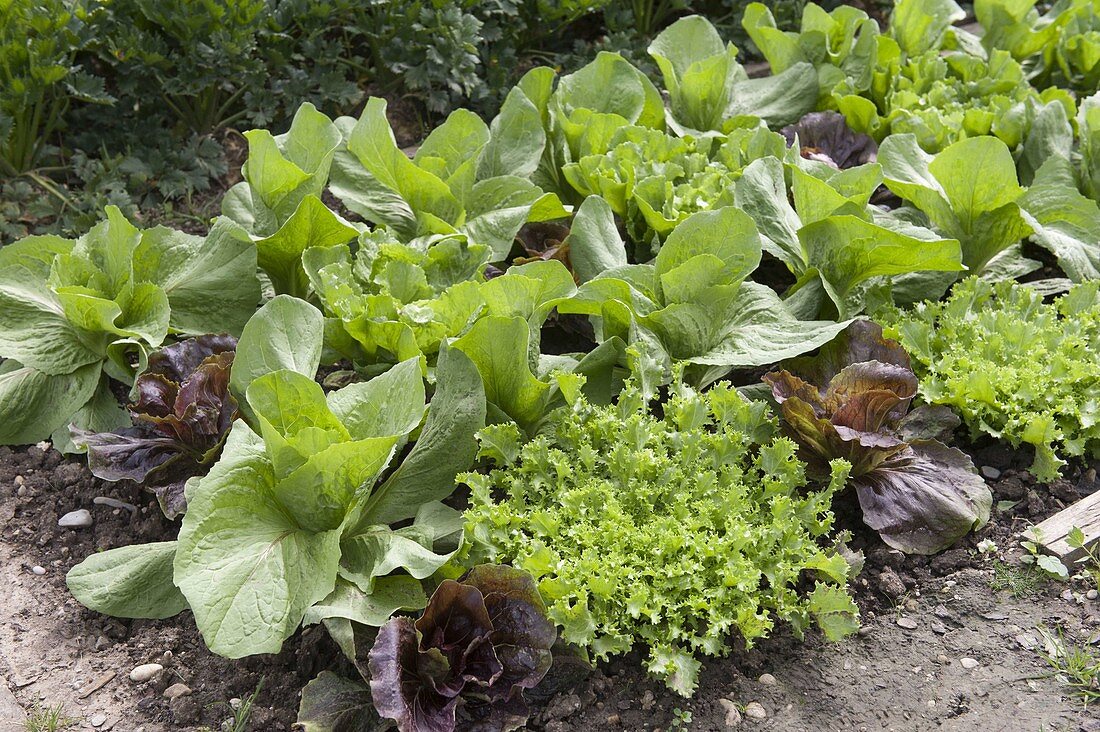 Vegetable bed with various salad sugar lettuce, radicchio and barley salad