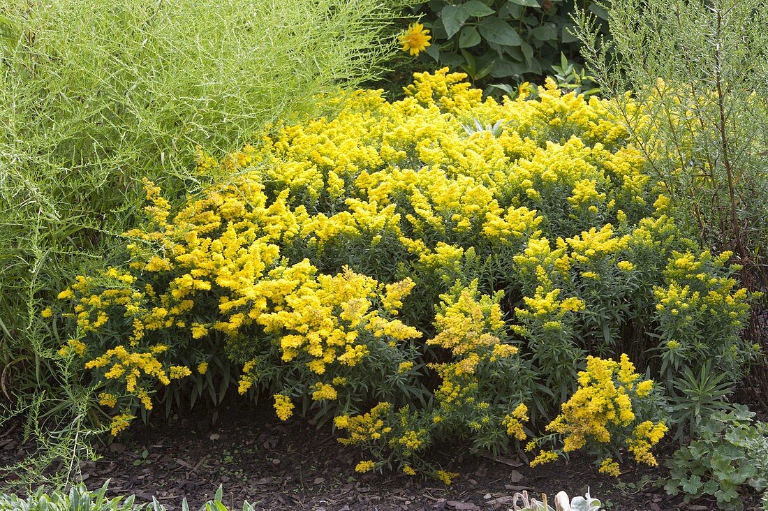 Yellow late summer garden