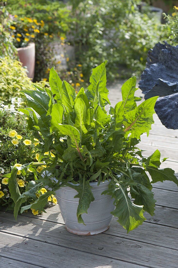 Kulturloewenzahn (Taraxacum officinale) als Salatpflanze im Topf