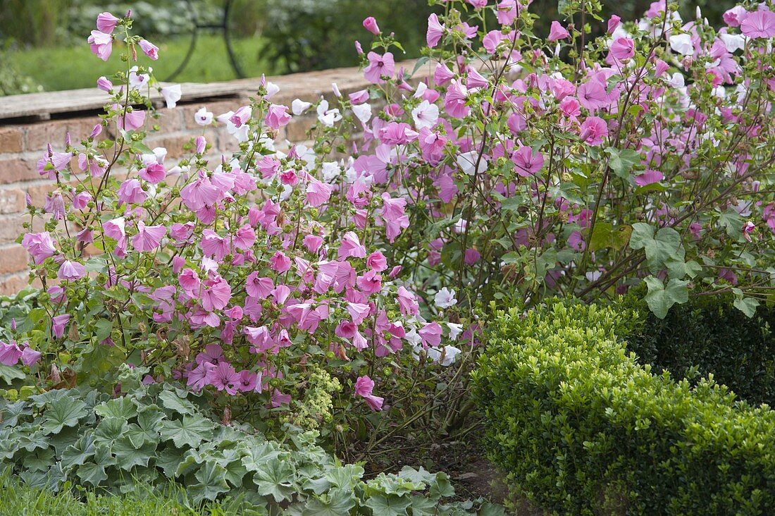 Lavatera trimestris (Bechermalve), Buxus (Buchs) und Alchemilla