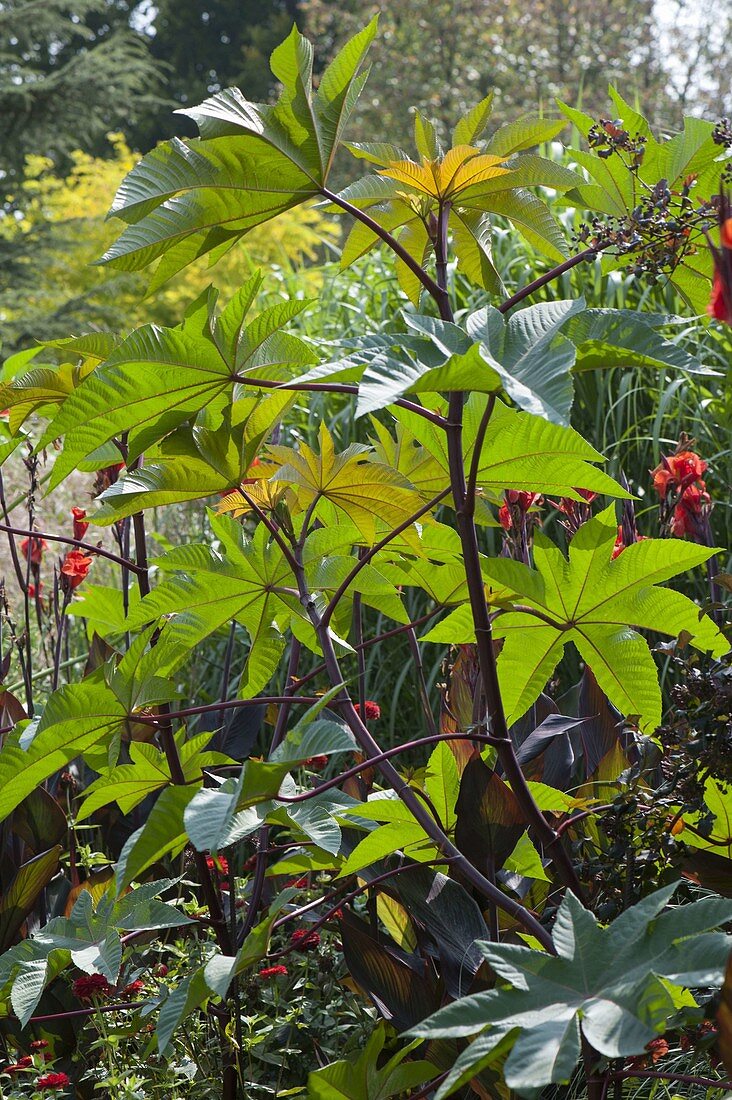 Ricinus communis (Wunderbaum, Palma Christi)