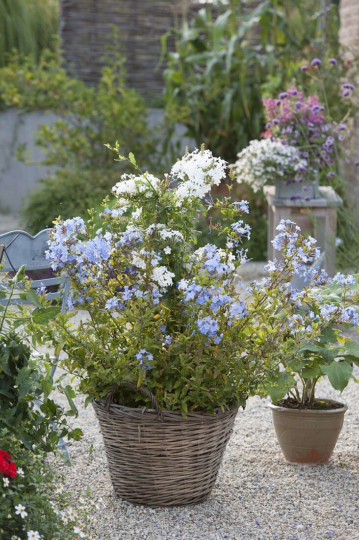 Blue and white plumbago (leadwort) planted together in basket