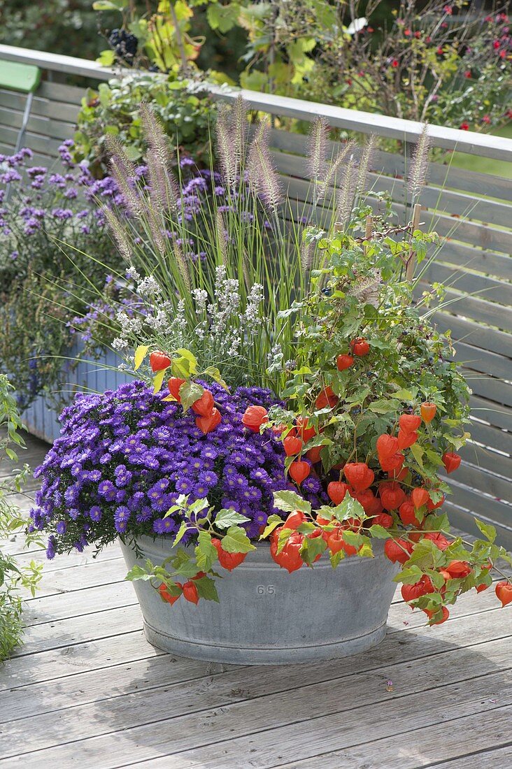 Alte Zink-Wanne bepflanzt mit Aster dumosus 'Azurit' (Kissenaster)