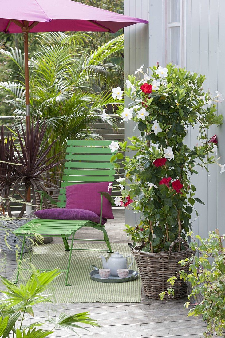 Zimmerpflanzen und Kübelpflanzen auf Balkon mit rotem Sonnenschirm