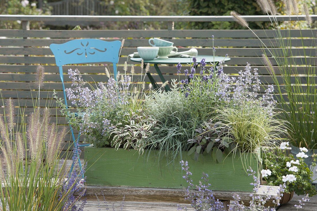 Grüner Holzkasten mit Lavendel 'Oxford Gem' (Lavandula), Salbei 'Tricolor'