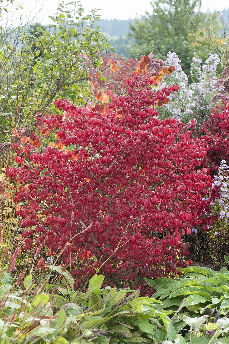 Euonymus alatus (Korkleisten - Spindelstrauch) in Herbstfärbung im Beet
