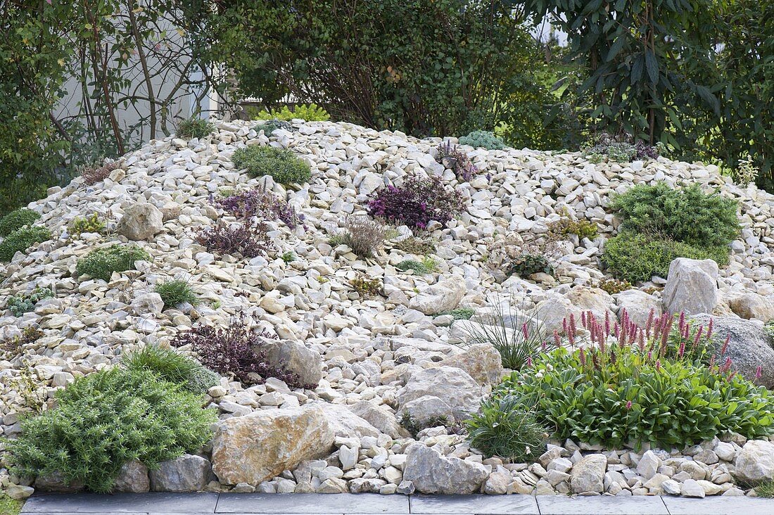 Rock garden of natural stone break before hedge, planted with rock garden perennials