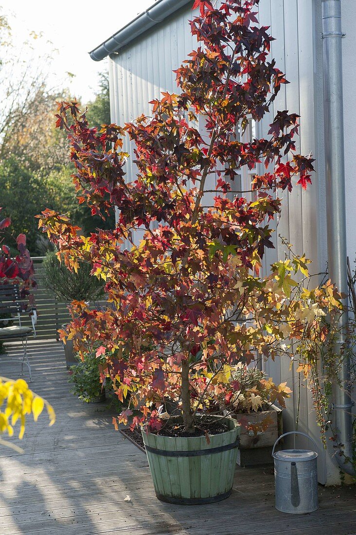 Liquidambar styraciflua (Amerikanischer Amberbaum) in Holz-Kübel