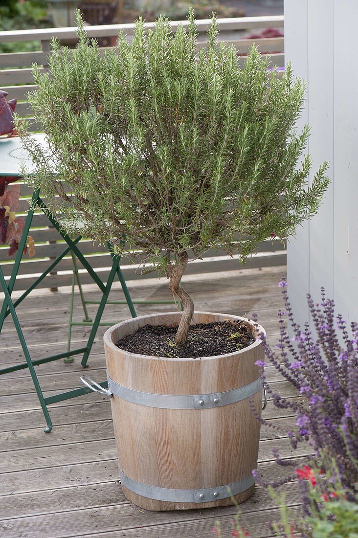 Rosemary (Rosmarinus) with twisted trunk in wooden tub