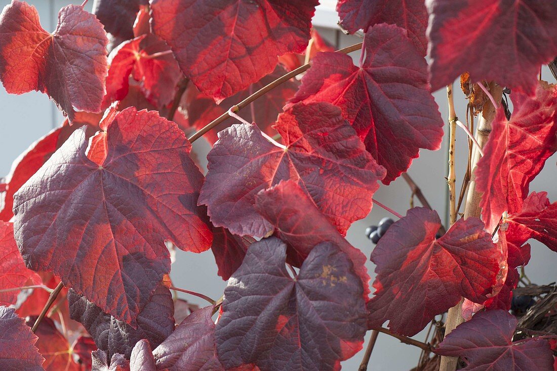 Weintraube 'Festivee' (Vitis vinifera), starkwuechsig, großfruechtig,