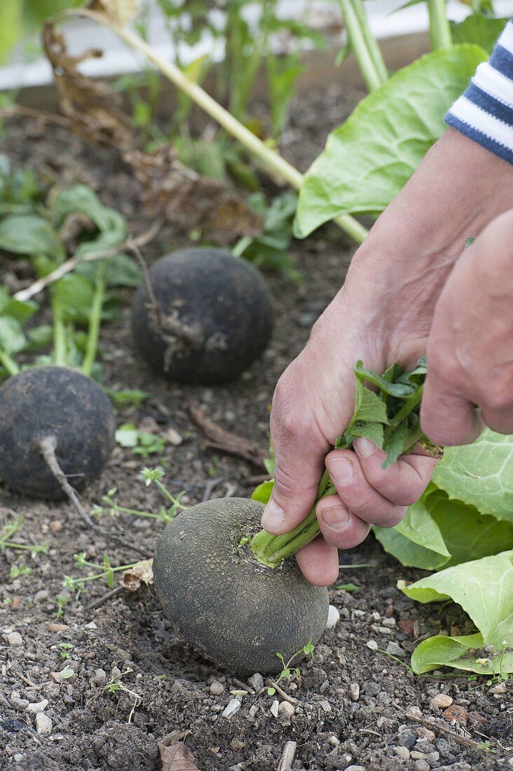 Rettichernte im Biogarten und im Hochbeet