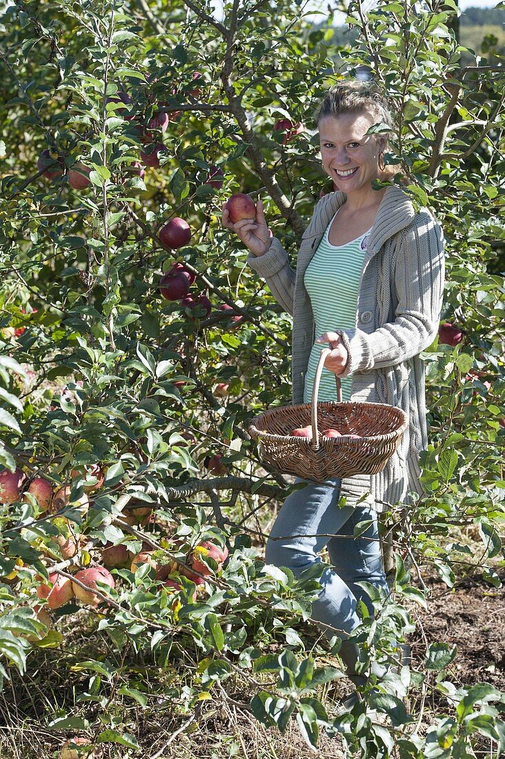 Frau bei der Apfelernte