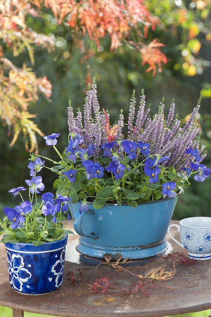 Enamelled kitchen sieve with Viola cornuta and Calluna Garden